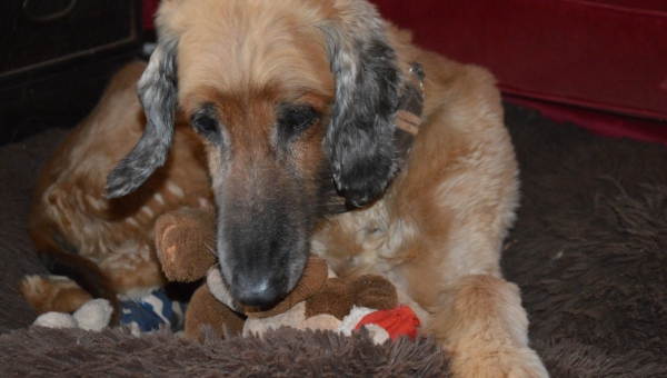 Der Spielzeugsammler